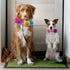 20 Pieces Dog Collar Flowers, Multi Color Pet Flower Bow Ties for Grooming Cat and Dog Accessories