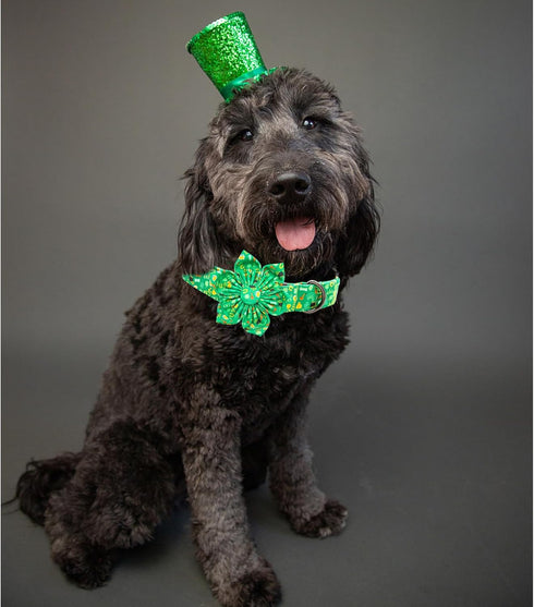 Lionheart St. Patrick's Day Dog Collar, Flower Collar for X-Large Dogs, Green Lucky Clover Shamrock Design