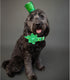 Lionheart St. Patrick's Day Dog Collar, Flower Collar for X-Large Dogs, Green Lucky Clover Shamrock Design