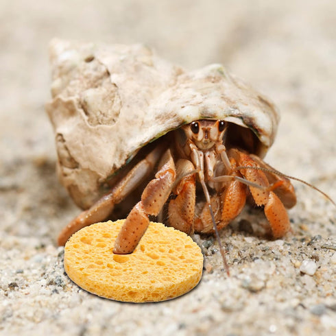 12 Pieces Hermit Crab Sea Sponges - Unbleached Supplies for Maintaining Tank Humidity - Pet Accessories Providing