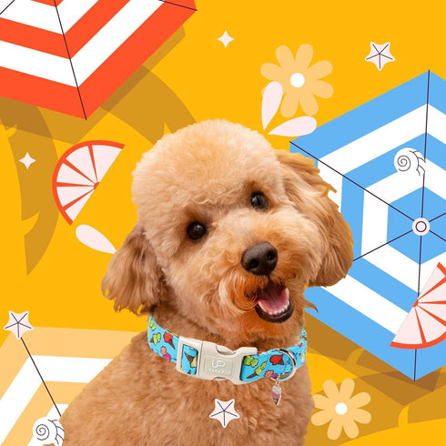 Summer Summer Dog Collar, Colorful Icecream Cotton Dog Collar with Quick Release, Collars for Small Medium Large Boys