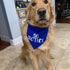 Big Brother Dog Bandanas, Blue Pet Scarfs for Small Medium Large Dogs, New Baby Announcement Pet Accessories Pregnancy