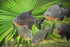 Aquatic Foods Inc. 3/8" 1/2" Reptiles7.3oz Red Shrimp, to Floating Freeze Dried Red Shrimp for All Tropical Fish
