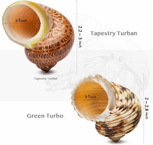 VOBRAMY 4PCS (2 1", 2"-3" Natural Hermit Crab Shells Types) | Opening Size Approximately Seashell Size: | Good