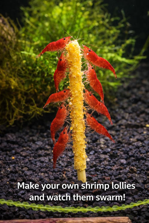 SHRIMPTASTIC AQUATICS Shrimp Lolly DIY Kit Freshwater Shrimp Food Making Kit for Aquarium Shrimp