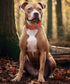 Heavy Duty Genuine Leather Dog Collar, 2 inches Wide, Handmade, Soft, Luxury, Best for Large Medium Dogs, Orange