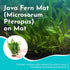 Live Plants for Fish Tank - Java Fern Mat with Coconut Coir, Microsorum Pteropus - Ideal Live Plants for Beta Fish Tank