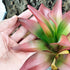 Woyrise Reptile Plants Succulent, Artificial Desert Plant for Terrarium Decor, Bearded Dragon Tank Accessories fit