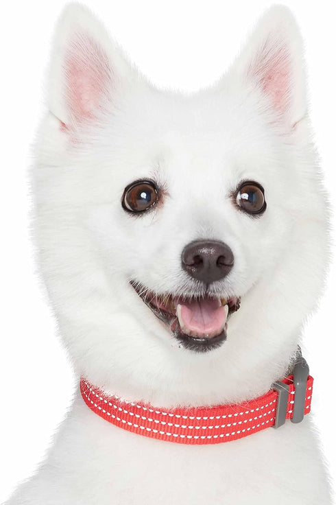 Blueberry Pet Essentials Matching Small Dog Collar - Adjustable Classic Solid Color Nylon Reflective Fiery Red Collar