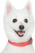 Blueberry Pet Essentials Matching Small Dog Collar - Adjustable Classic Solid Color Nylon Reflective Fiery Red Collar