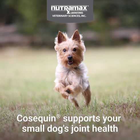 Omega-3s, 45 Count Nutramax Cosequin for Small Dogs, Joint Health Supplement, Contains Glucosamines, Chondroitin, MSM