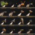 Wifreo Fly Fishing Flies Assortment with Waterproof Fly Box, 28/40/64/92/120pcs Dry/Wet/Nymph/Streamer Flies
