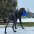 Jolly Pets Teaser Ball Dog Toy - Large 8 Inches, Blue, Model Number: 1508 BL
