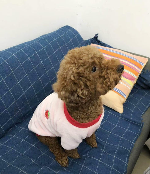 Puppy Dog Clothes Winter Sweater in Medium Strawberry, Flannel Velvet Pet Cat Cute Fruit Fleece for Small Dogs