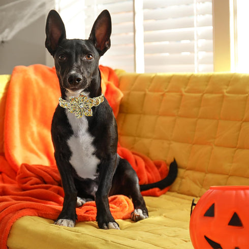 Lionheart Glory Halloween Dog Collars with Flower, Skull Collar, Adjustable Pet Collar for Small Dogs, Duty