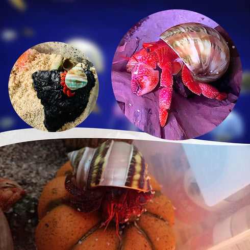 Unstained Natural Hermit Crab Shells, 6 PCS Pearl Turbo Seashell for Décor, Size 1.5" - 2"