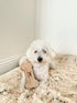 Tall Tails Dog Natural Leather Bone Fetch Toy Gift for Dogs, 6 inches