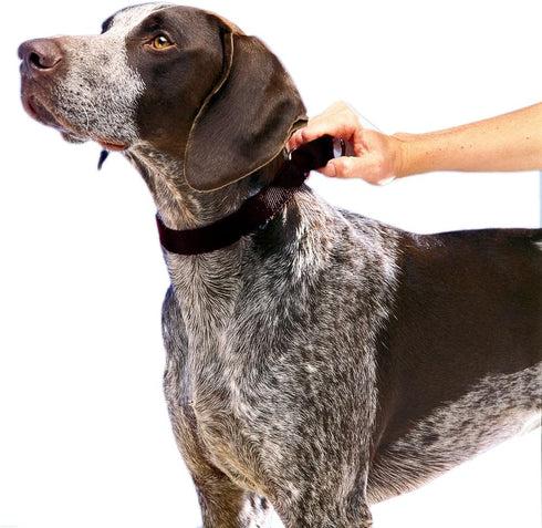 PetSafe Adjustable Martingale Collar - Only Tightens When Dogs Pull, Prevents Slipping Out - Helps with Strong Pullers, Increased Control - Alternative to Choke Collar - 3/4", Medium, Black