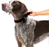 PetSafe Adjustable Martingale Collar - Only Tightens When Dogs Pull, Prevents Slipping Out - Helps with Strong Pullers, Increased Control - Alternative to Choke Collar - 3/4", Medium, Black