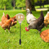 Kalekey 4 Pack Chicken Feeding Toy, Chicken Enrichment Toys with Spring and Ground Stake, Chick Treat Dispenser Peck
