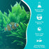 Java Fern Windelov - Live Aquarium Plants for Modern Aquariums, Easy Care for Beginners, Microsorum Pteropus Bare Root
