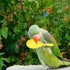 TTFdacai 6 Hammer Pcs Parrot Rattle Shaker Musical Sound Toy Funny Bell Toys Mini Sand Bird Parrot Toys for Chicken