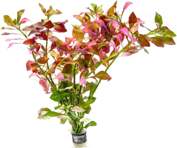 SubstrateSource Live Plant - Ludwigia Ovalis - Easy Care, Moderate to High