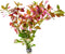 SubstrateSource Live Plant - Ludwigia Ovalis - Easy Care, Moderate to High