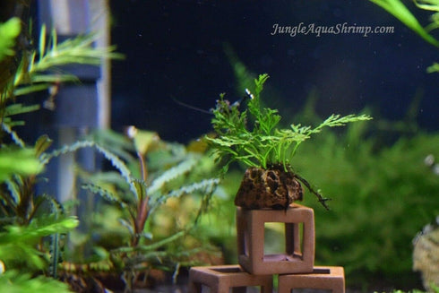 (Pack 5)) Aquarium Fish Shrimp Tube Cubes Star Clay Shelters Hiding and BREEDING CAVE (Small Shrimp Cubes