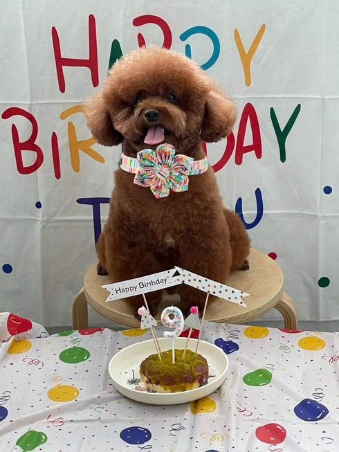 Unique Style Paws Dog Collar with Flower - Adjustable Birthday Dog Collar with Flower Pattern for Small Medium Large