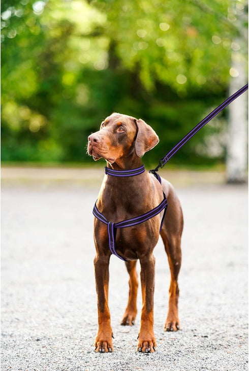 Mile High Life Night Reflective Double Adjustable Band Nylon Dog Combo Collar Leash and Harness Set, Purple, Large
