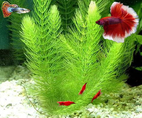 Aquatic Discounts Hornwort - Young, Healthy, Super Easy Live Aquarium Plant, 1 Bundle 5-6