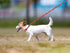 3 PCS Puppy Collar and Leash Set, Dog Collars for Small Dogs with Bow Tie, Bell, and Bandana Leather Collar for Puppies