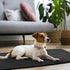 Kritter Planet Waterproof Sofa Blanket for Dogs, Pee Proof Reversible Couch Cover, Washable Liquid Proof Furniture