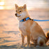 CollarDirect Waterproof Dog Leash - Durable Pet Leashes for Walking, Training, Running - Small, Medium, Large - Blue