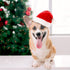 4 Pieces Dog Santa Hat Christmas Pet Hats - Costumes for Dogs and Cats Christmas Supplies