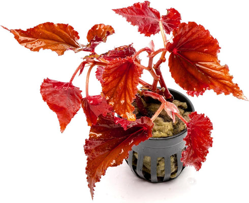 SubstrateSource Live Jungle Plants - Begonia Arabian Sunset (Begonia sp.) - Medium