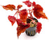 SubstrateSource Live Jungle Plants - Begonia Arabian Sunset (Begonia sp.) - Medium