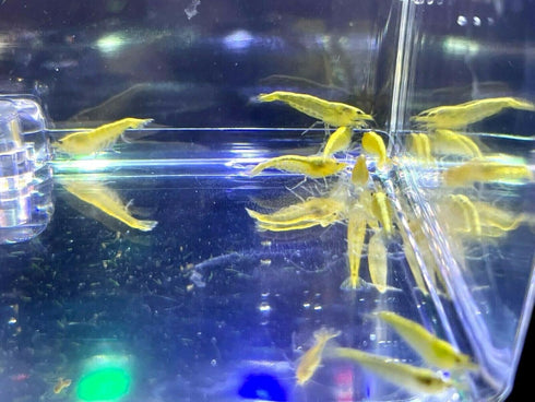 (10 (+2)) Golden Back Yellow Shrimp Live Freshwater Shrimp Aquarium Neocaridina Inverts RCS Shrimps