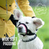 Gentle Muzzle Guard for Dogs (L, Pink) - Prevents Biting & Chewing Safely - Soft Neoprene Padding, Training Guide