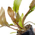 PLANTEREST Cryptocoryne Wendtii Red Potted Live Aquarium Plant Tropical Freshwater Decorations BUY2GET1FREE