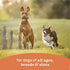 12.7 oz. 6) Canidae All Life Stages Wet Dog Food, Chunky Stew Toppers, Multi-Protein & Vegetable Recipe, (Case