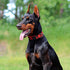EXCELLENT ELITE SPANKER Reflective Dog Collar, Classic Soft Padded Nylon Adjustable Pet Collar for Small Medium Large