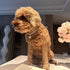 Rhinestone Pet Collar, 3 Rows Crystal Diamond Adjustable Wedding Collar for Small, Medium & Large Pets