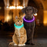 Light Up Dog Collars, USB Rechargeable Dlitk LED Dog Collar, Glow Collar for Large Medium Small Dogs (Cyan)