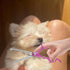 0 Inch Set 4 BESPORTBLE Pet Grooming Scissors Pieces Rose Purple Stainless Steel Dog Hair Scissors with Straight