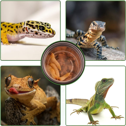 0.5oz Crested Gecko Food and Water Feeding Cups, Plastic Replacement Food Dish for Lizard and Other Small Pets (100 pcs)
