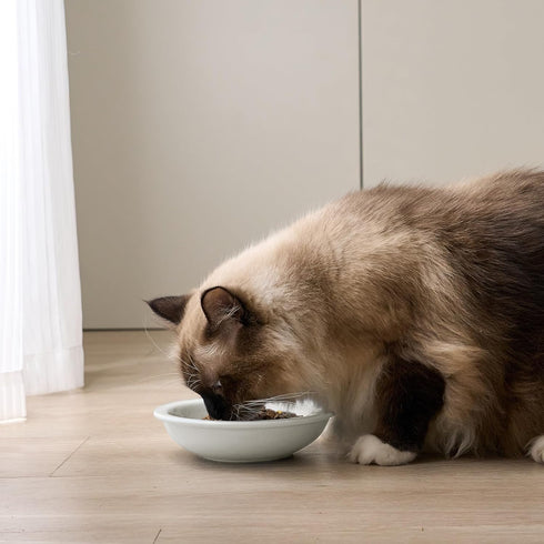 Thicker Ceramic Cat Food and Water Bowls, 3 PCS Whisker Stress Free Cat Dishes, Shallow Pet Food Dish for Cats and