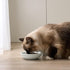 Thicker Ceramic Cat Food and Water Bowls, 3 PCS Whisker Stress Free Cat Dishes, Shallow Pet Food Dish for Cats and