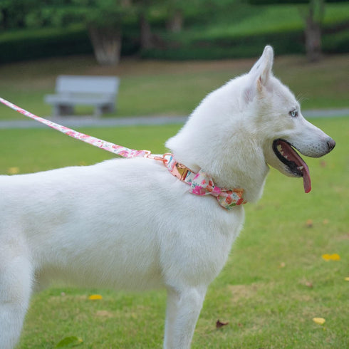 Floral Dog Leash with Soft Comfy Cotton Handle for Small Medium Large Dogs - Daily Walking (Gouache, M)
